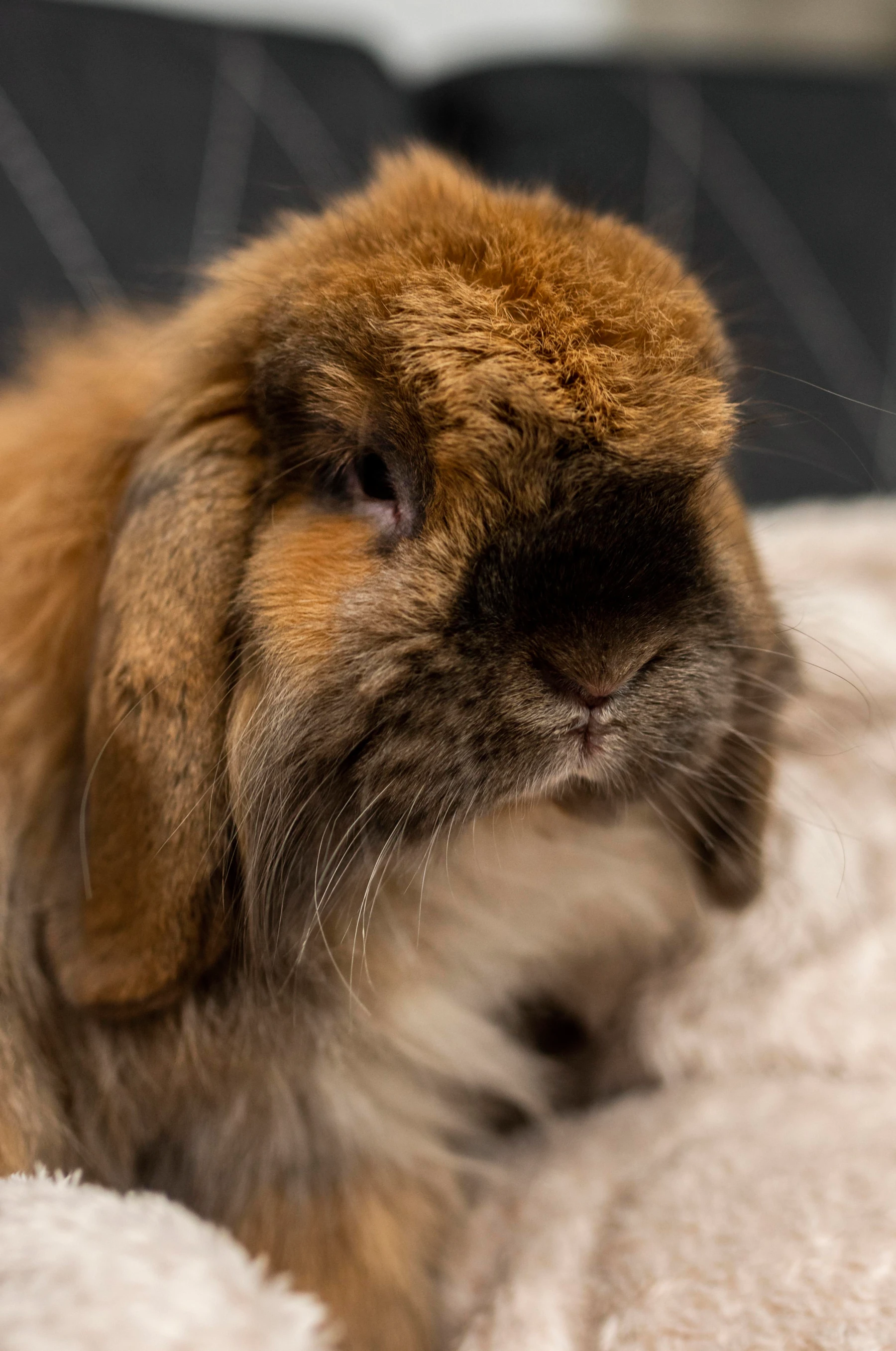 Conejo recibiendo servicio de peluquería especializada