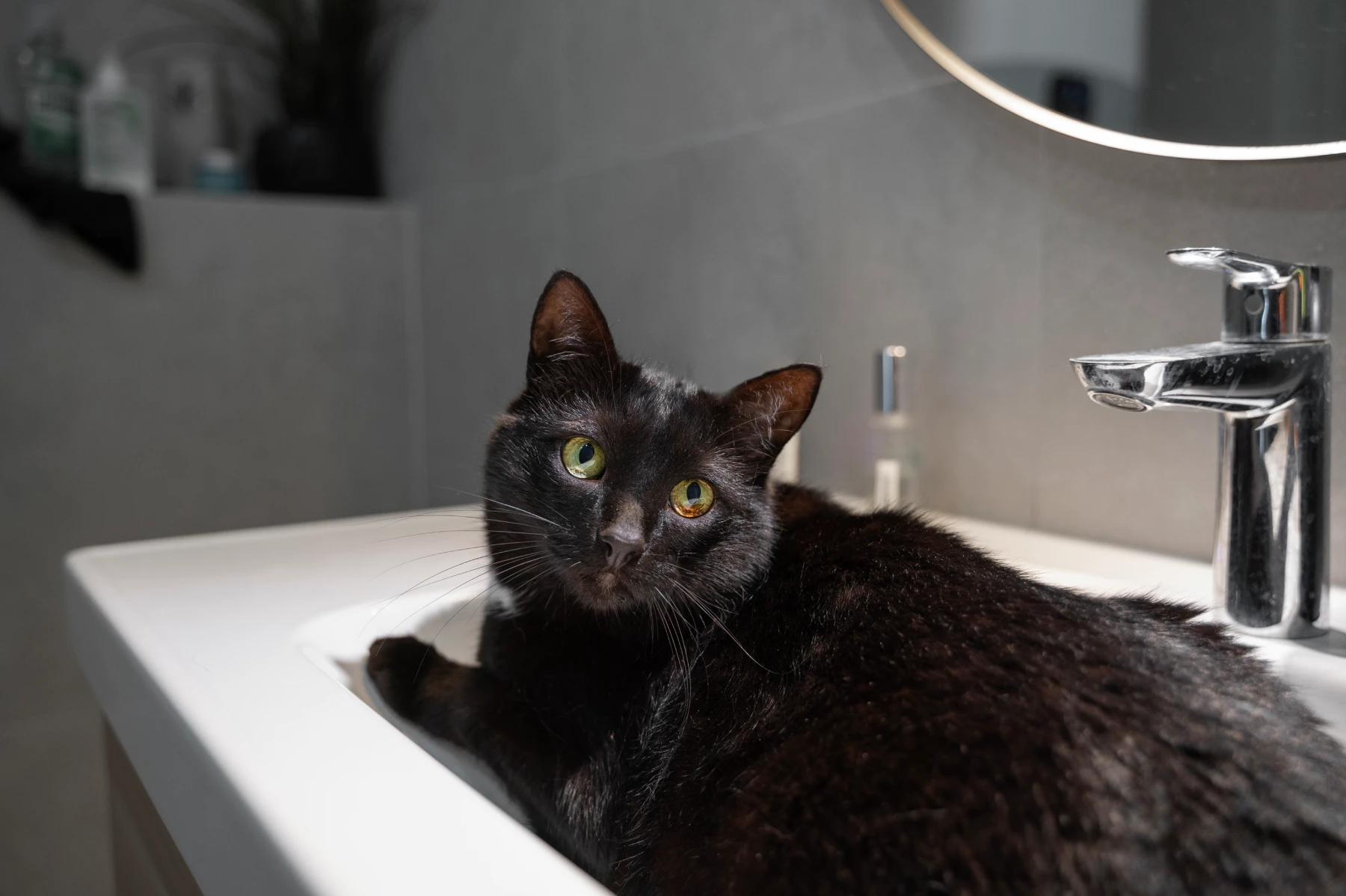 Gato durante servicio de baño y peluquería felina profesional