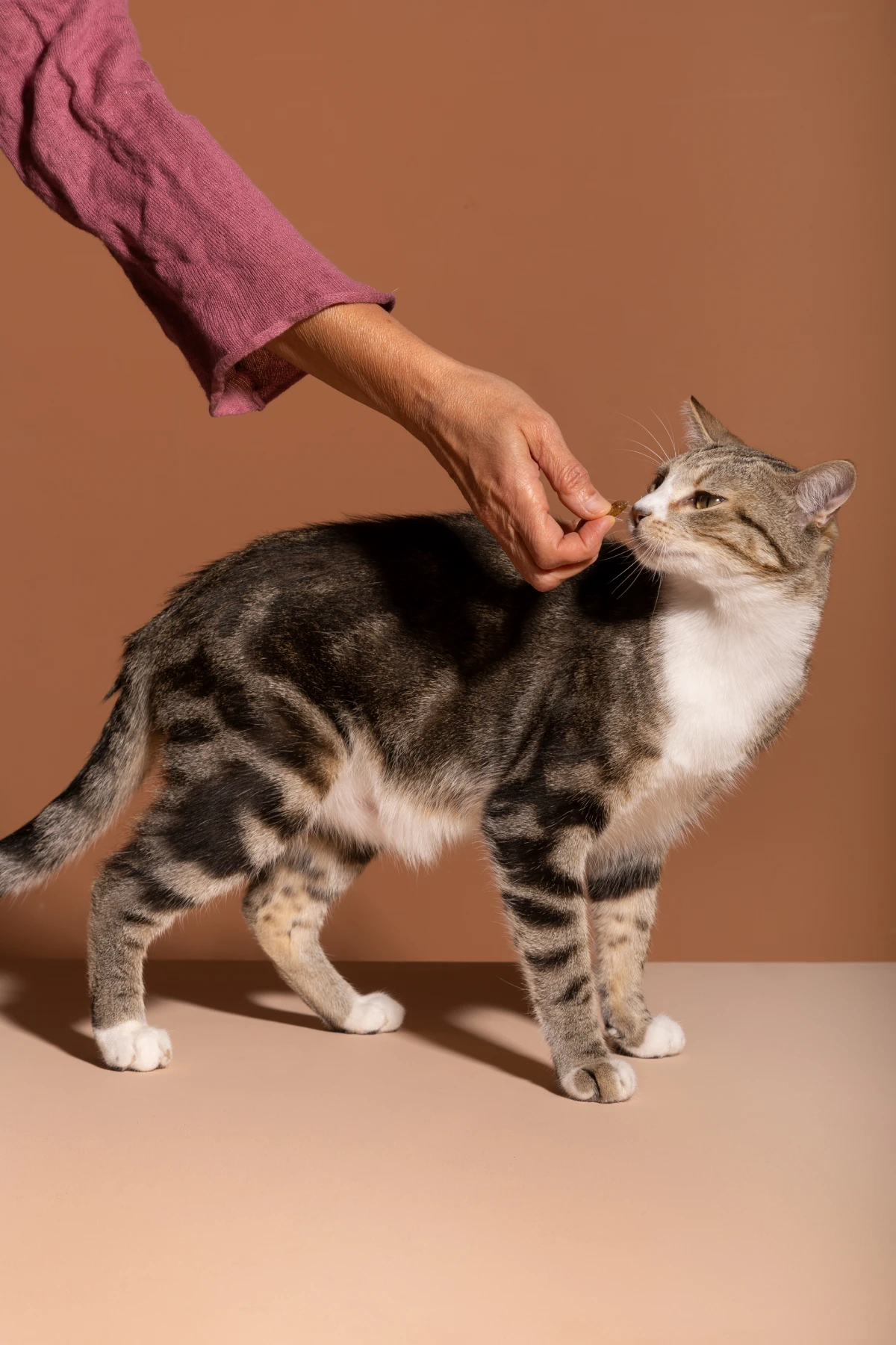 Técnicas de corte de pelo profesional para gatos de pelo largo