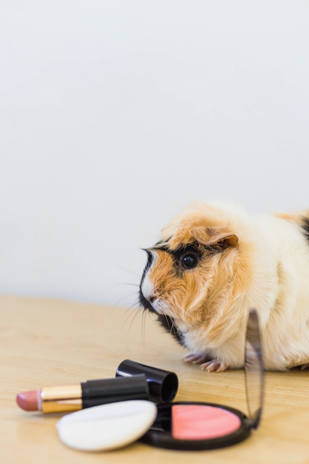 Hámster con corte de pelo profesional