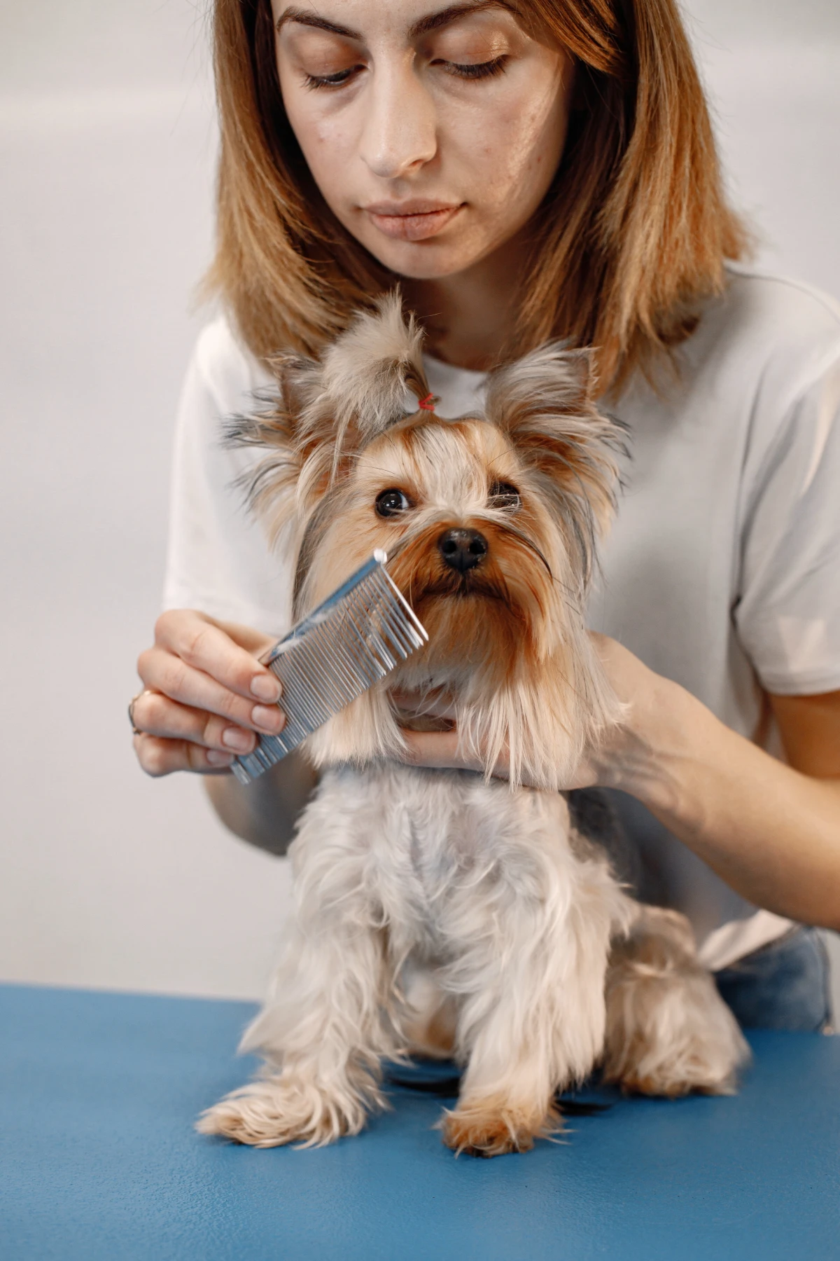 Perro con corte de pelo estilizado tras servicio de peluquería
