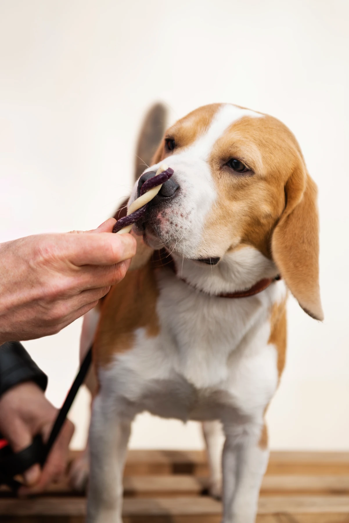 Perro de raza pequeña con corte de pelo profesional